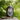 Bottle of limited edition reserve birch syrup with a label on a wooden stump against a blurred natural background