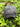 Gray cap with 'Hammers Family Birch' text on a green leafy background