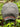 Gray cap with 'Hammers Family Birch' text on a green leafy background