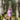 A bottle of Birch Brew Raspberry fermented birch water beverage standing on a piece of wood outdoors, with a blurred forest background.