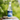 Bottle of 'Birch Brew' fermented birch sap drink on a log with a blurred green natural background