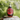 Bottle of Alaska Pure Birch Syrup on a tree stump with a blurred natural background