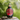 Bottle of Alaska Pure Birch Syrup on a wooden surface with a blurred natural background