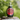 Bottle of Alaska Pure Birch Syrup on a wooden log with a blurred natural background