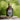 Bottle of Reserve pure alaskan birch syrup on a tree stump with a blurred natural background