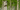 Birch trees with white bark and green leaves in a forest