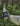 A hand in a white sleeve holds a glass bottle of Birch brew, fermented birch water against a blurred forest background.