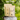 Two packages of Wild Chaga Alaskan Mushroom Tea on a tree stump with a blurred green forest background