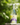 Bottle of lemon flavored Hammers Family Birch Sap drink on a natural background