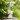 Bottle of lemon Birch Brew (fermented birch sap drink) on a tree stump with a blurred green background
